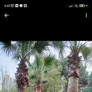 ���������� �����-���������, ���� ������� �������, 42 ����, ������������ ��� ������, ����� � ���������, c�������� ���������