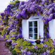 ���������� ��������, ���� ������� Ը���, 40 ���, ������������ 