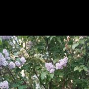  ,   , 50 ,   ,   