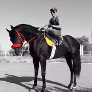 ���������� ���������, ���� ������� ������, 42 ����, ������������ ��� ����� � ���������, c�������� ���������