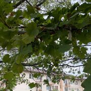 ���������� ��������, ���� ������� Emil, 30 ���, ������������ ��� ������, ����� � ���������, c�������� ���������, ���������