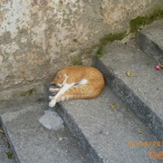 ���������� ������, ���� ������� ������, 49 ���, ������������ ��� ������, ����� � ���������, c�������� ���������