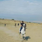 ���������� �������, ���� ������� Daler, 34 ����, ������������ ��� ����� � ���������, c�������� ���������