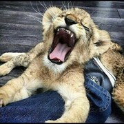 ���������� ������, ���� ������� FARRKH, 28 ���, ������������ ��� ������, ����� � ���������