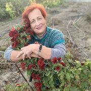 ���������� ������������, ���� ������� �������, 58 ���, ������������ ��� c�������� ���������