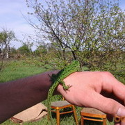 ���������� �������, ���� ������� ������, 38 ���, ������������ ��� ������, ����� � ���������, c�������� ���������