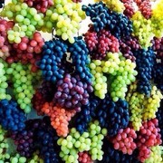 ���������� ���������, ���� ������� ISROYL, 33 ����, ������������ ��� ������, ����� � ���������, c�������� ���������