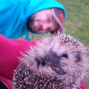 ���������� �����-���������, ���� ������� ������, 40 ���, ������������ ��� ����� � ���������, c�������� ���������