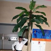 ���������� ����, ���� ������� Quseyn, 51 ���, ������������ ��� ����� � ���������, c�������� ���������