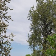 ���������� ���������, ������� ���������, 41