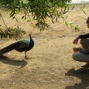  ,   , 33 ,   
