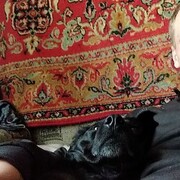 ���������� ��������, ���� ������� ���, 29 ���, ������������ ��� ������, ����� � ���������