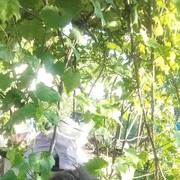 ���������� ������, ���� ������� �������, 53 ����, ������������ ��� ������, ����� � ���������, c�������� ���������