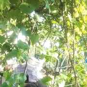 ���������� ������, ���� ������� �������, 53 ����, ������������ ��� ������, ����� � ���������, c�������� ���������