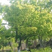 ���������� ������, ���� ������� Serge, 39 ���, ������������ ��� ������, ����� � ���������