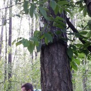 ���������� �����-���������, ���� ������� ������, 38 ���, ������������ ��� ������, ����� � ���������, c�������� ���������