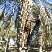  ,   Nizar, 39 ,   ,   , c 