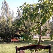 ���������� ��������, ���� ������� ������, 40 ���, ������������ ��� ������, ����� � ���������, c�������� ���������