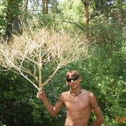  ,  likan, 33