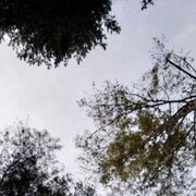 ���������� �����, ���� ������� ��������, 38 ���, ������������ ��� ������, ����� � ���������, c�������� ���������, ���������