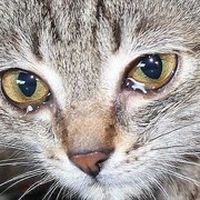  ,  Anna, 29