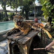 ���������� �������, ���� ������� ���������, 38 ���, ������������ ��� ������, ����� � ���������, c�������� ���������