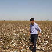 ���������� �������, ���� ������� Komiljon, 40 ���, ������������ ��� ������, ����� � ���������, c�������� ���������