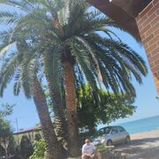 ���������� ������, ���� ������� ����, 35 ���, ������������ ��� ������, ����� � ���������