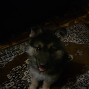 ���������� ������, ���� ������� ������, 51 ���, ������������ ��� ������, ����� � ���������, c�������� ���������