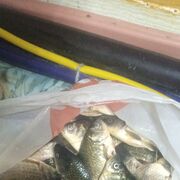 ���������� ������, ���� ������� �������, 41 ���, ������������ ��� ������, ����� � ���������