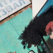 ���������� �����-���������, ���� ������� �������, 48 ���, ������������ ��� ������, ����� � ���������, c�������� ���������