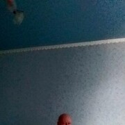 ���������� �����-���������, ���� ������� ����, 53 ����, ������������ ��� ������, ����� � ���������, ���������