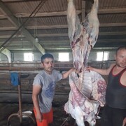 ���������� ����, ���� ������� ���, 33 ����, ������������ ��� ����� � ���������, c�������� ���������