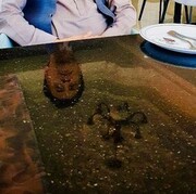 ���������� ���������, ���� ������� �����, 51 ���, ������������ ��� ������, ����� � ���������