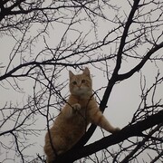 ������� �����