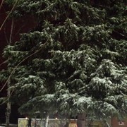 ���������� �����-���������, ���� ������� �������, 58 ���, ������������ ��� ����� � ���������, c�������� ���������