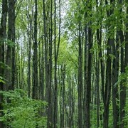  ,   Ashot, 25 ,   ,   , c 