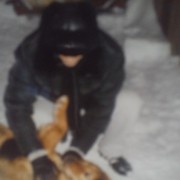 ���������� ������, ���� ������� ������, 44 ����, ������������ ��� ������, ����� � ���������, c�������� ���������