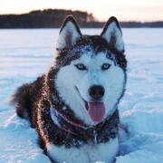 ���������� �������, ���� ������� ����, 35 ���, ������������ ��� c�������� ���������