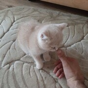 ���������� ����������, ���� ������� ������, 38 ���, ������������ ��� ������, ����� � ���������, c�������� ���������