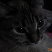 ���������� ������������, ���� ������� ������, 52 ����, ������������ ��� ������