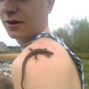 ���������� ������, ���� ������� ALEX, 38 ���, ������������ ��� ������