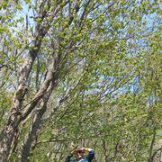 ���������� ������, ���� ������� Gross, 31 ���, ������������ ��� ������, ����� � ���������, c�������� ���������