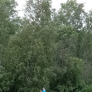 ���������� �����-���������, ���� ������� ��������, 60 ���, ������������ ��� ������, ����� � ���������, c�������� ���������