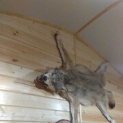 ���������� ������, ���� ������� ������, 56 ���, ������������ ��� ������, ����� � ���������