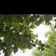 ���������� �����-���������, ���� ������� ����� ������, 38 ���, ������������ 