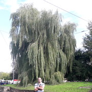 ���������� ����, ���� ������� �������, 41 ���, ������������ ��� ����� � ���������, c�������� ���������