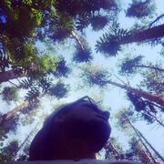 ���������� ������, ���� ������� �����, 35 ���, ������������ ��� c�������� ���������