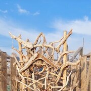 ���������� �������, ���� ������� �����, 37 ���, ������������ ��� ������, ����� � ���������