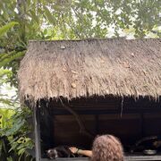 ���������� ������, ���� ������� Gldana, 25 ���, ������������ ��� ������, ����� � ���������, c�������� ���������